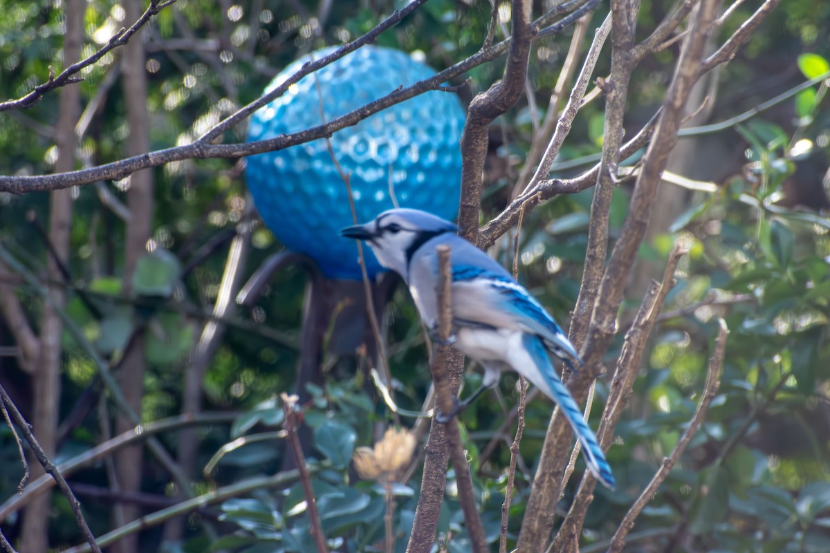 Blue Jay - ML646720823