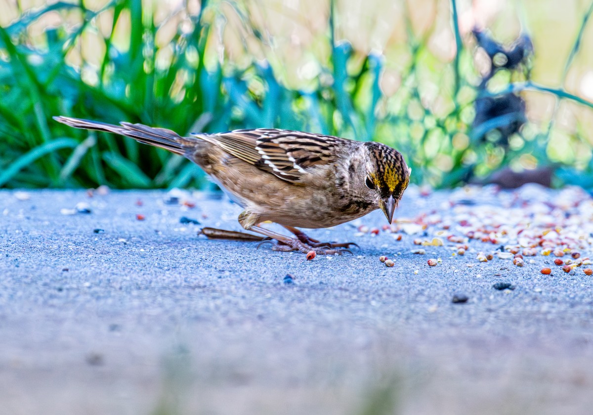 Golden-crowned Sparrow - ML646720824