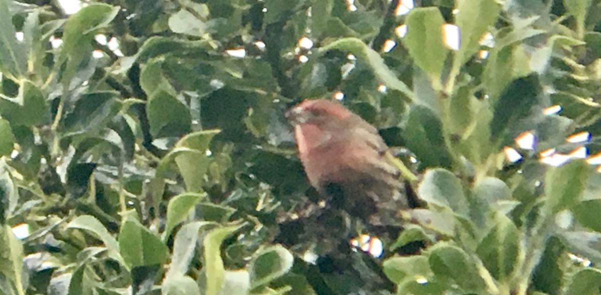 House Finch - ML646720825