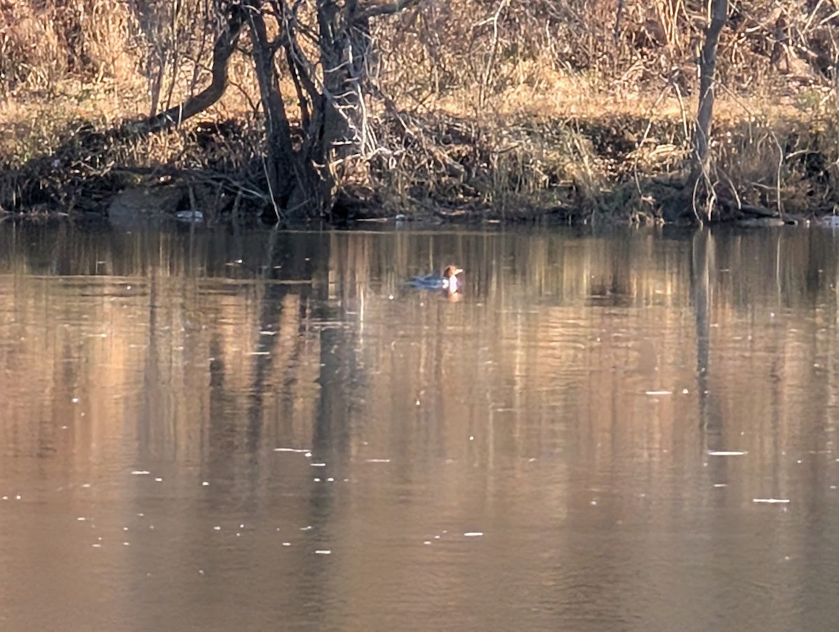 Крех великий - ML646720826