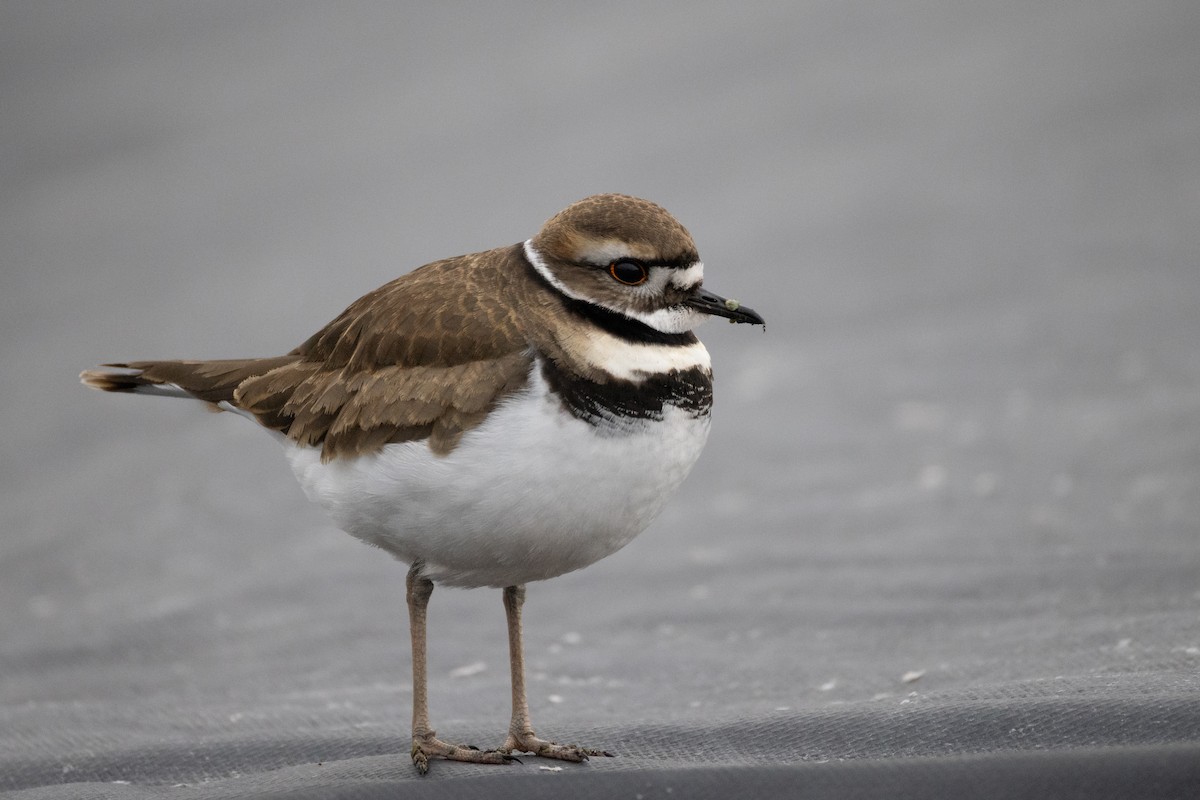 Killdeer - ML646720827