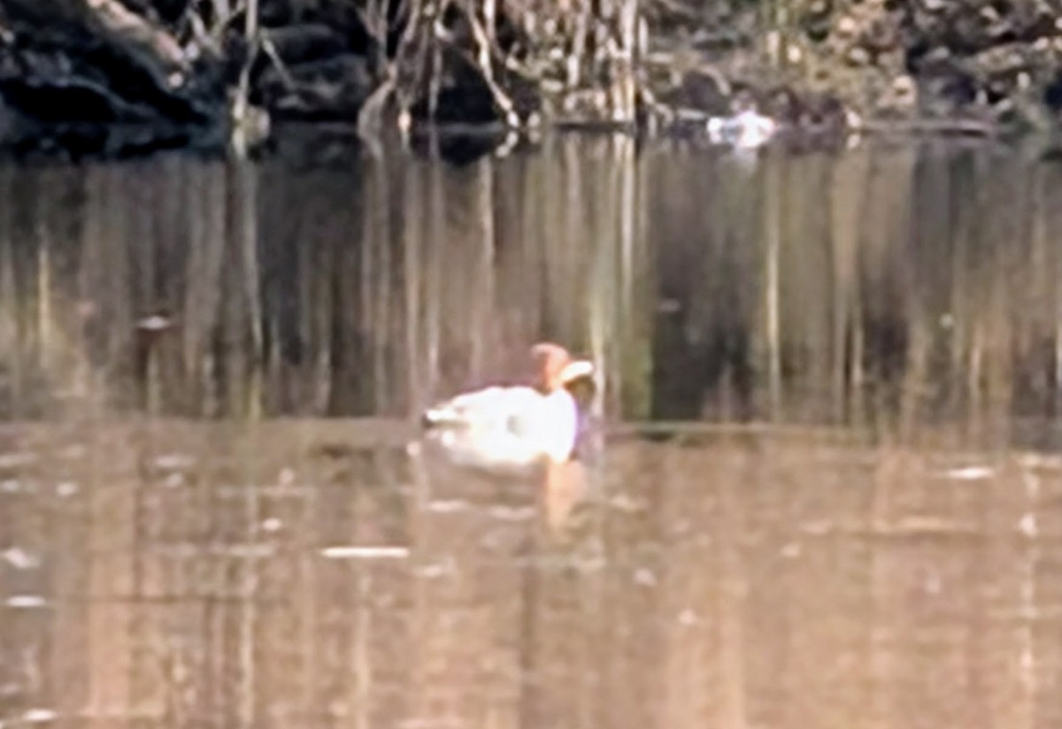 Крех великий - ML646720828