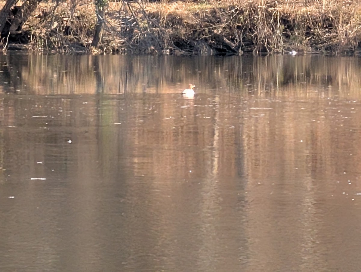 Крех великий - ML646720830