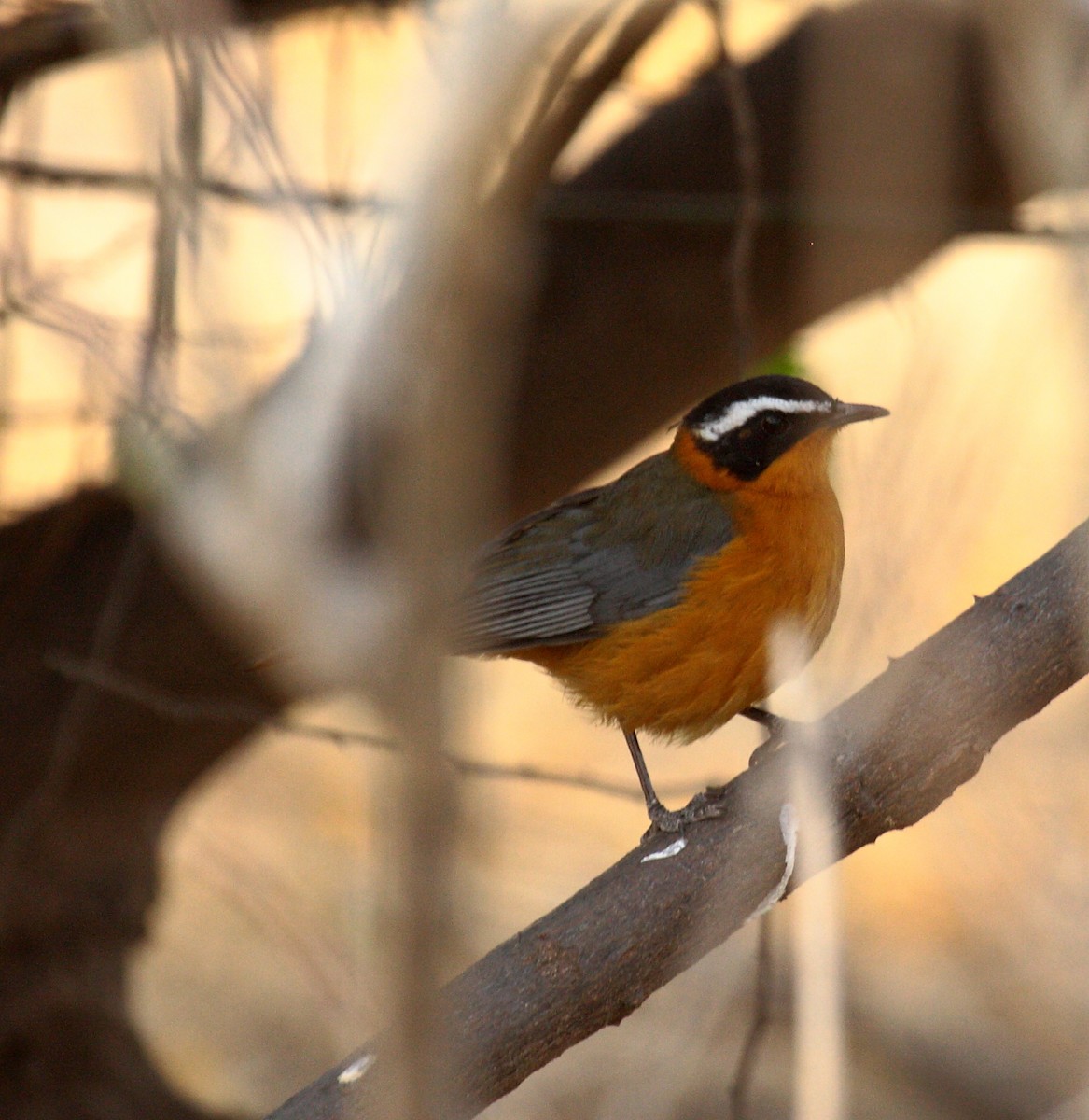 White-browed Robin-Chat - ML646720831