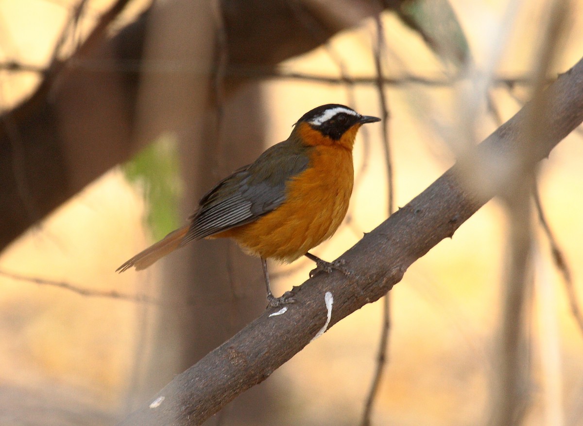White-browed Robin-Chat - ML646720832