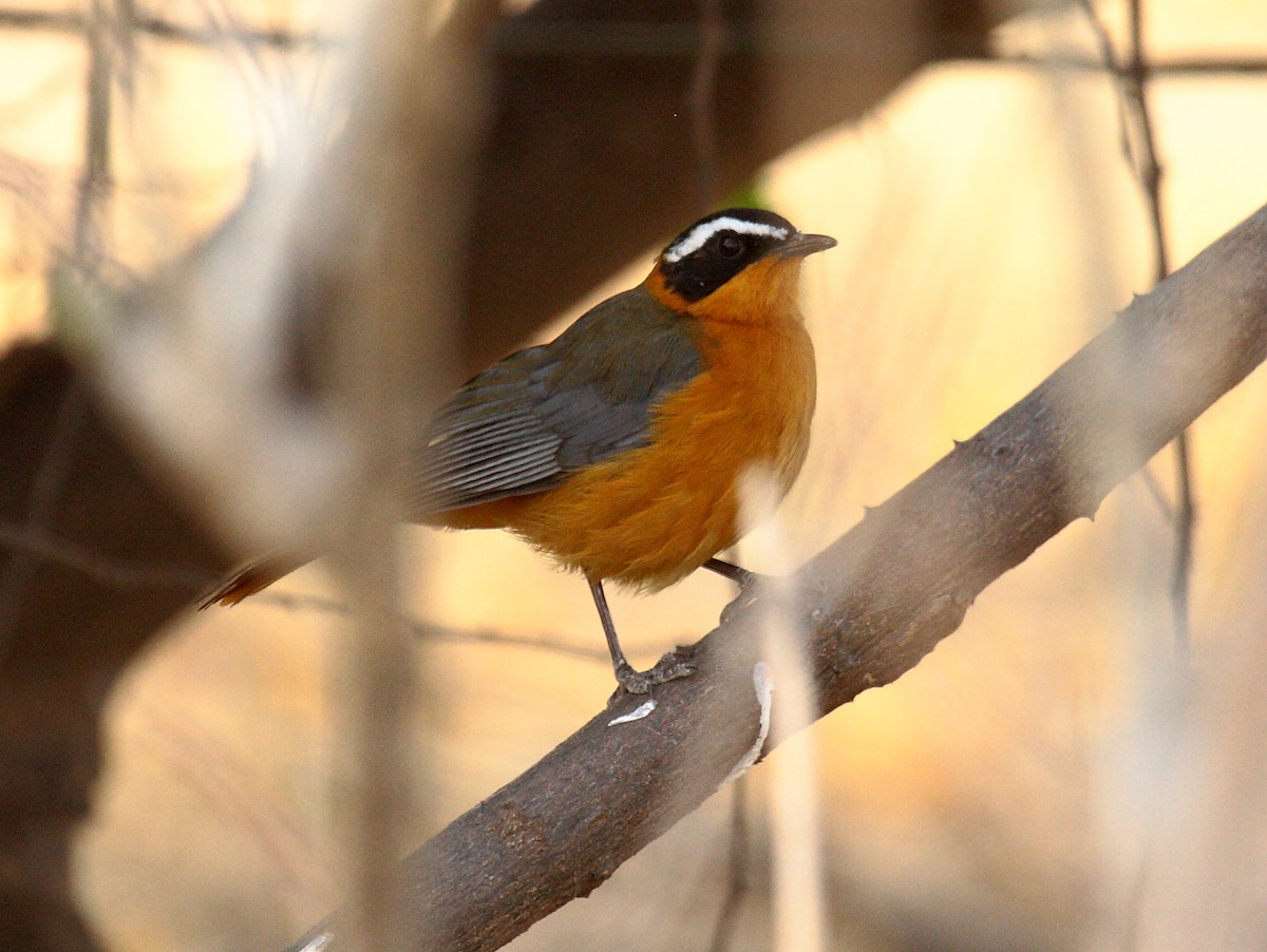 White-browed Robin-Chat - ML646720833