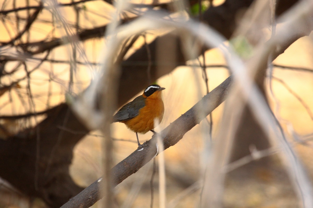 White-browed Robin-Chat - ML646720834