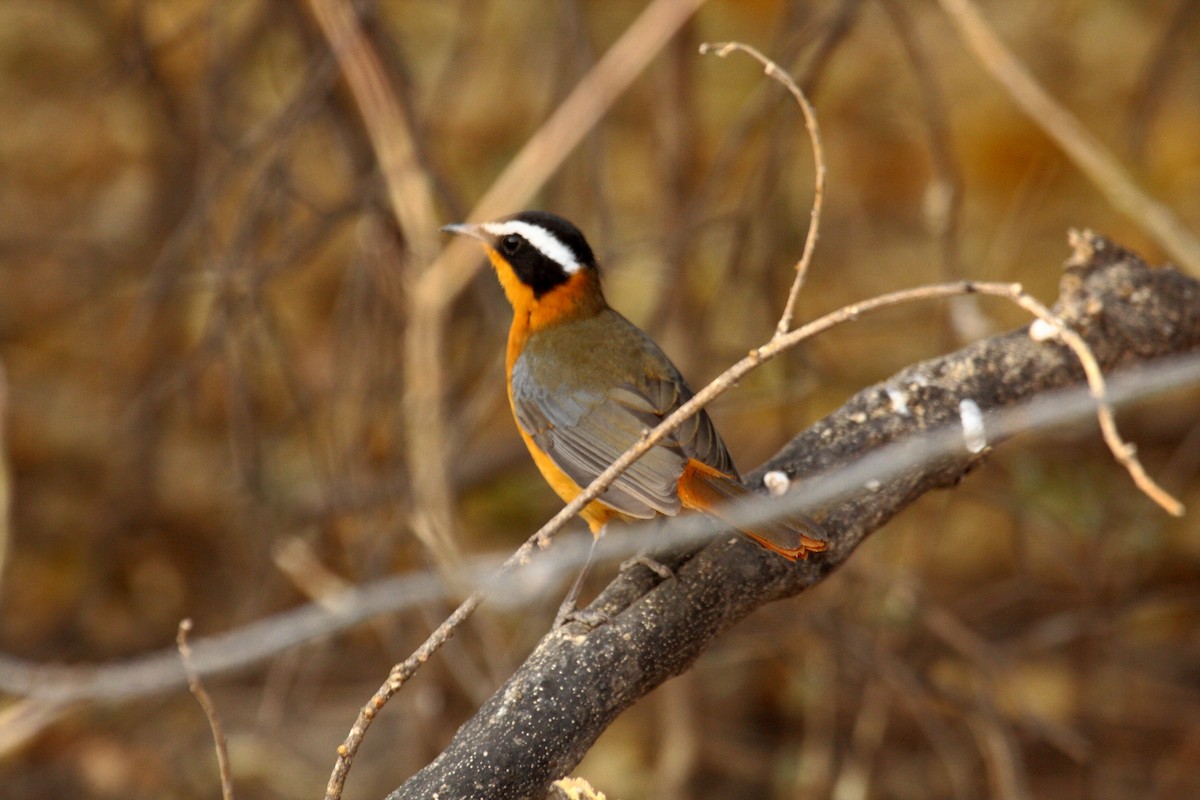 White-browed Robin-Chat - ML646720835