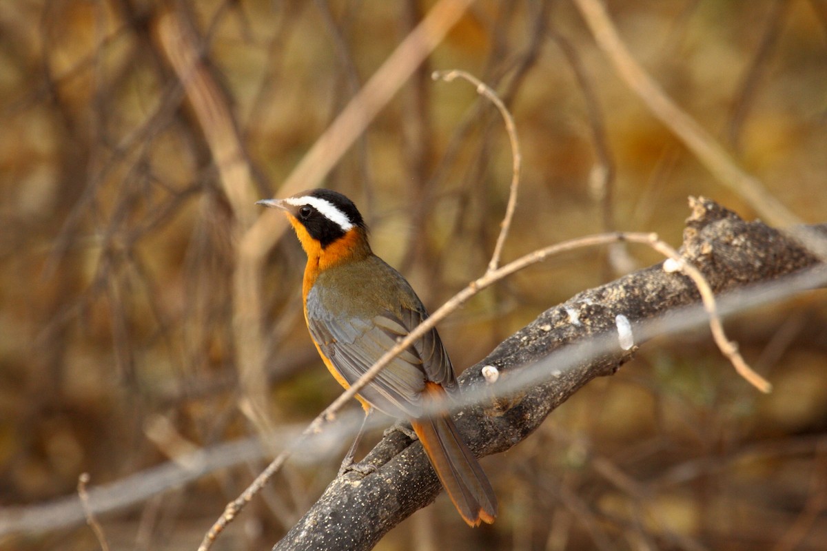 White-browed Robin-Chat - ML646720836
