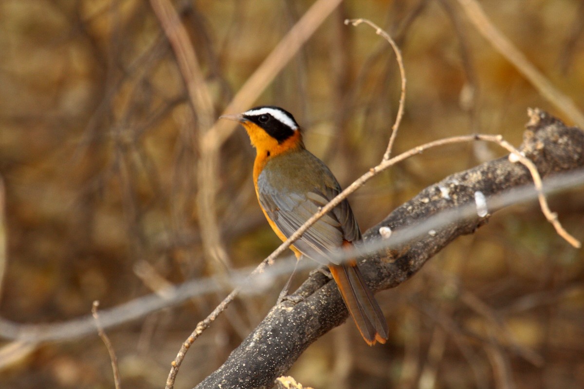 White-browed Robin-Chat - ML646720837