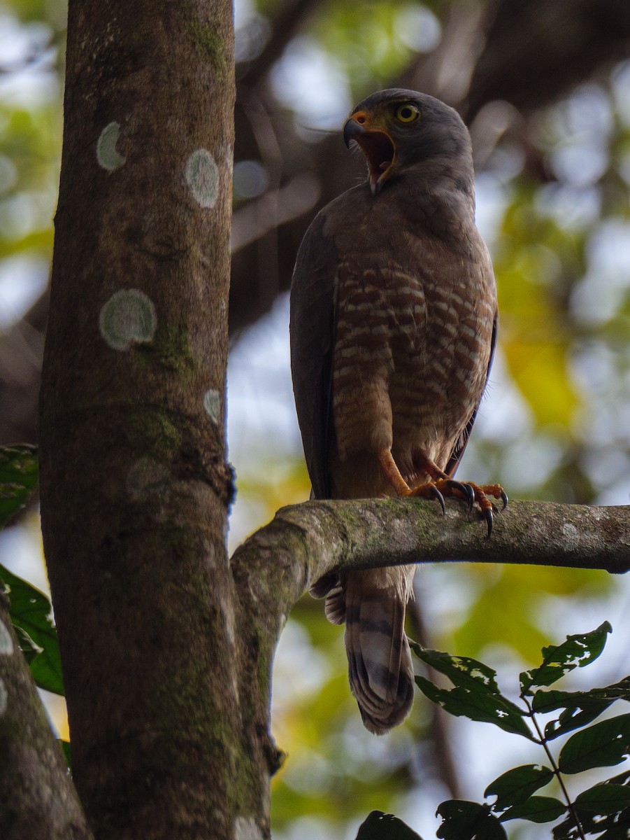 オオハシノスリ - ML646720838