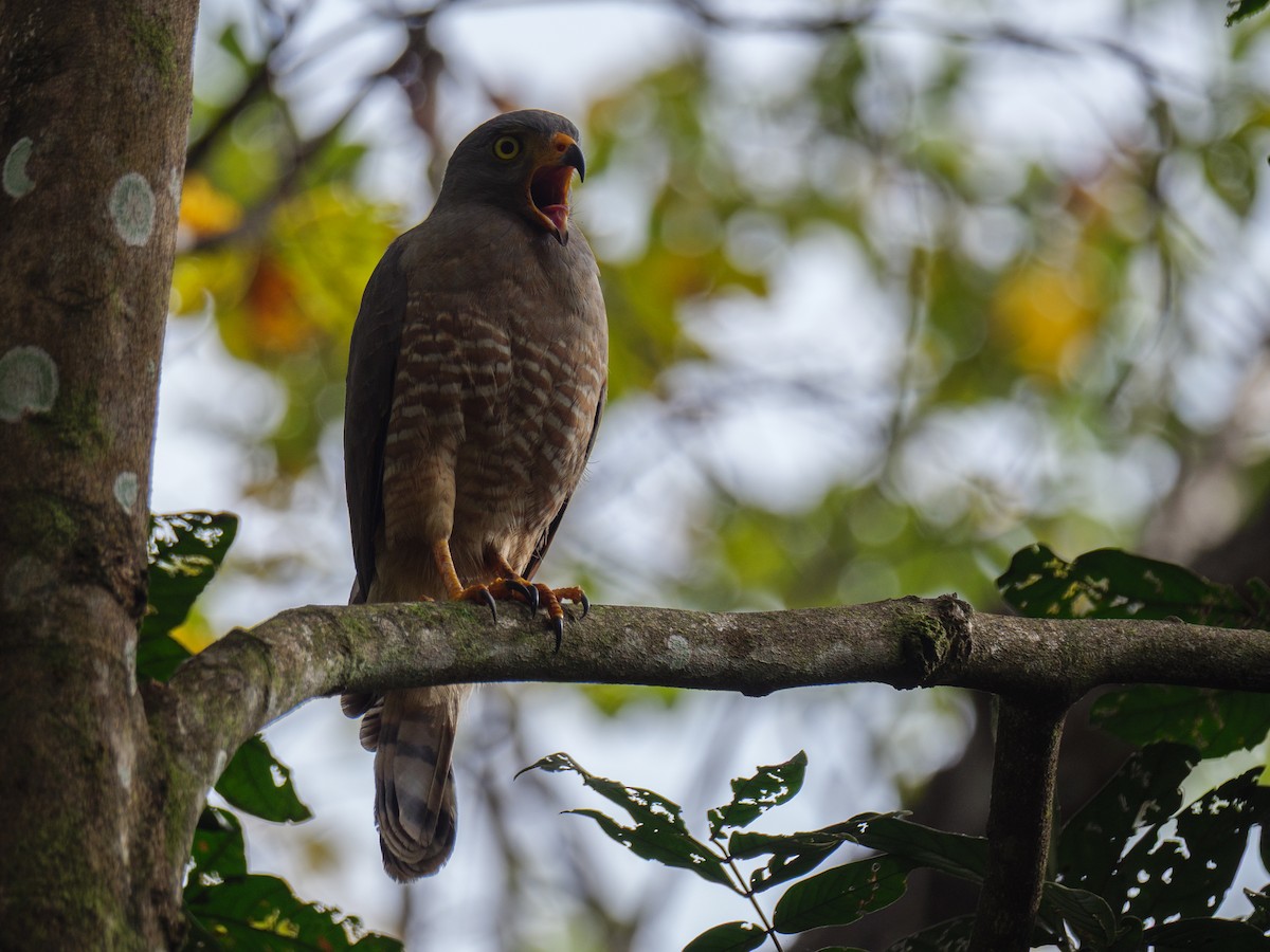 オオハシノスリ - ML646720839