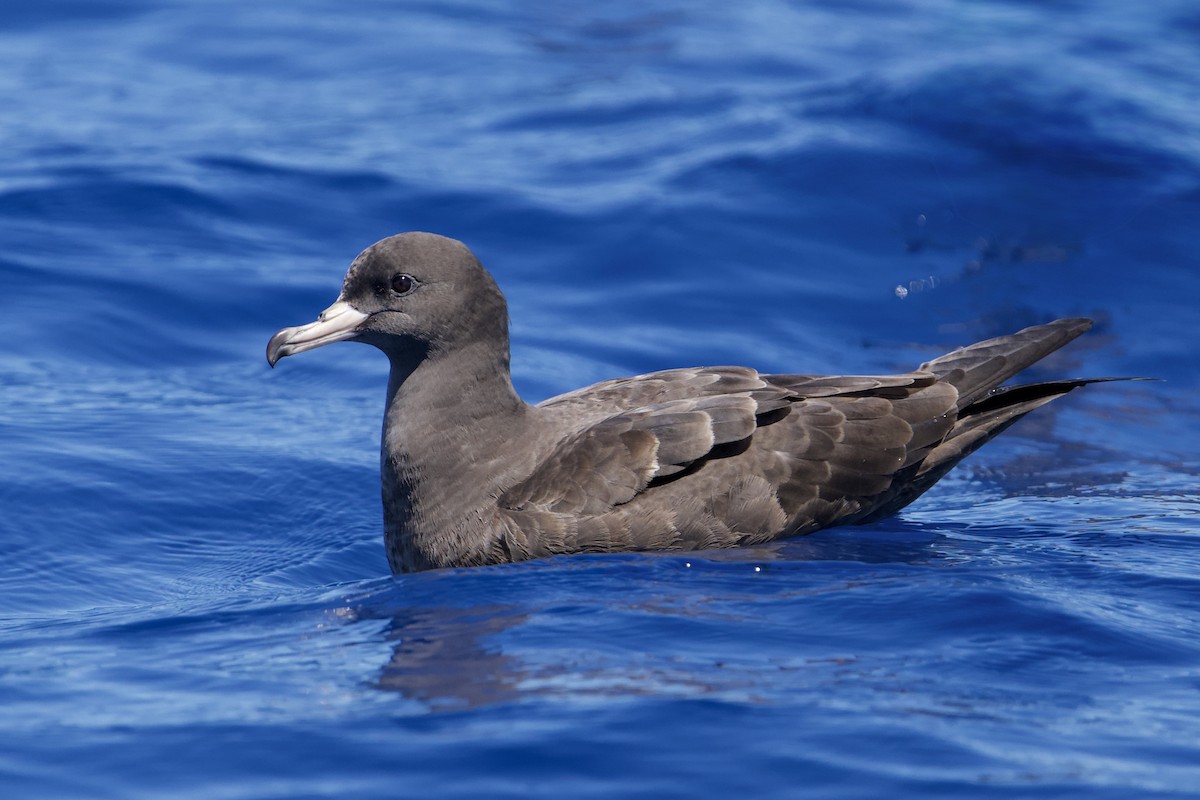 Flesh-footed Shearwater - ML646720843