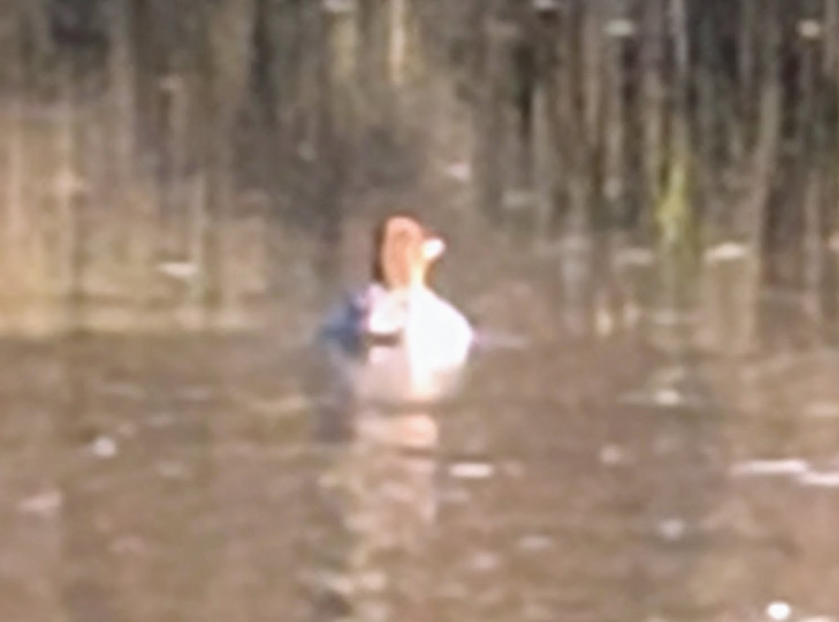 Крех великий - ML646720844