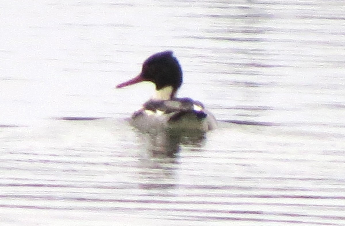 Сэвгэр бохио - ML646720848