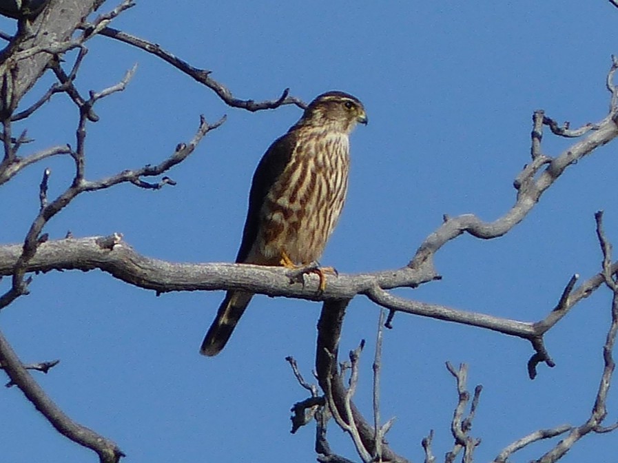 Хайргууна шонхор - ML646720849