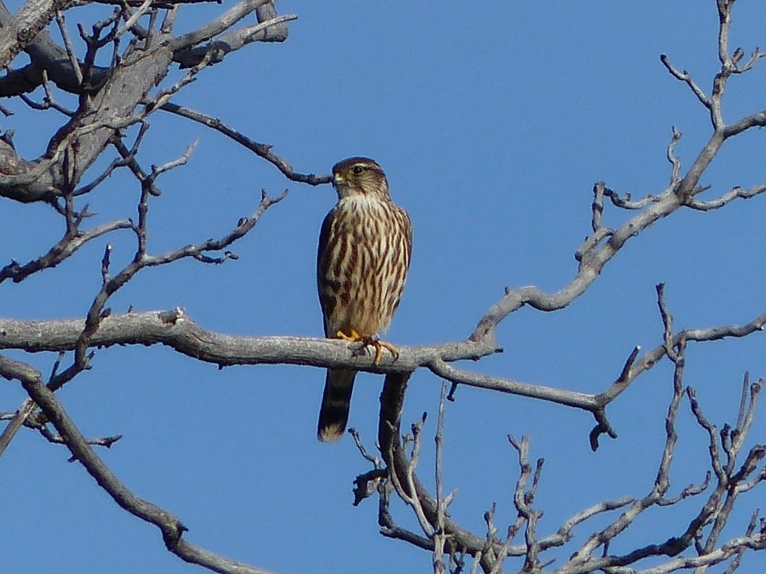 Хайргууна шонхор - ML646720850