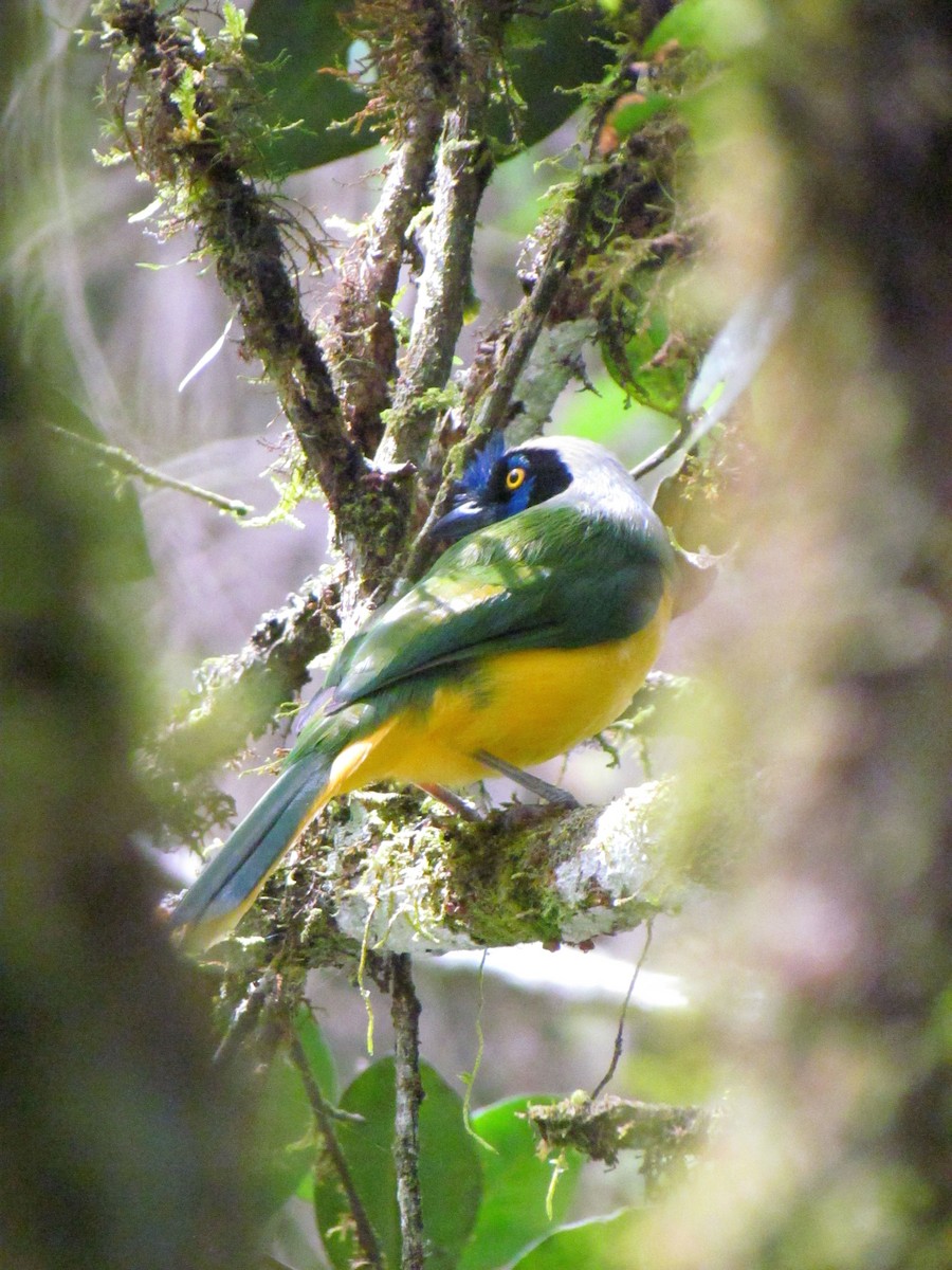 Green Jay - ML646720851