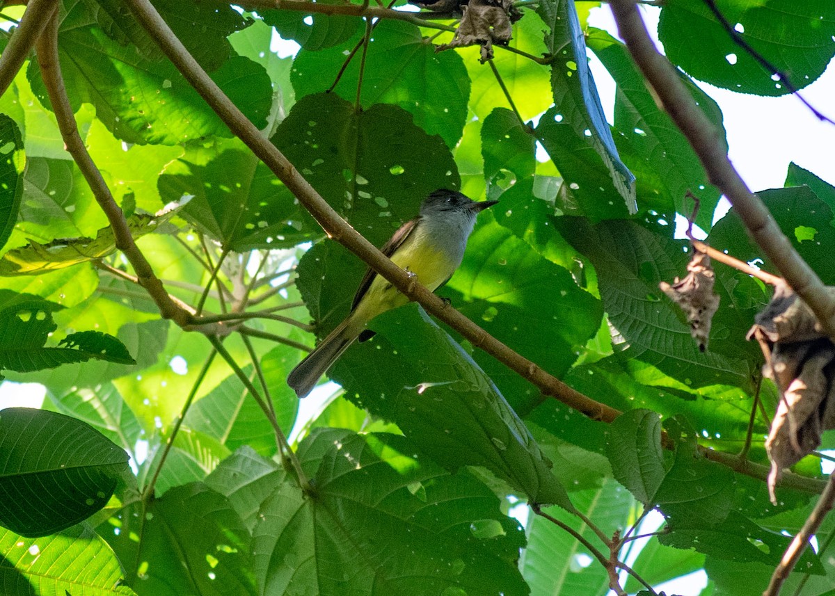 Dusky-capped Flycatcher (lawrenceii Group) - ML646720852