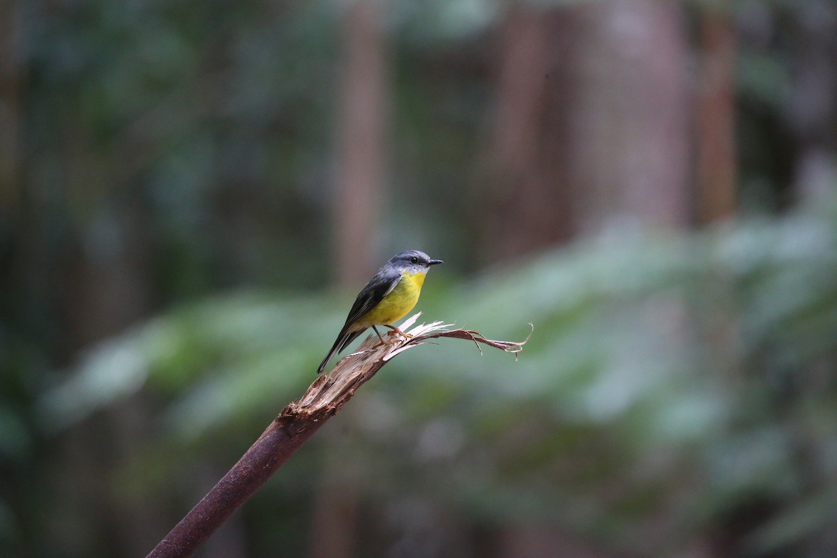 Eastern Yellow Robin - ML646720853