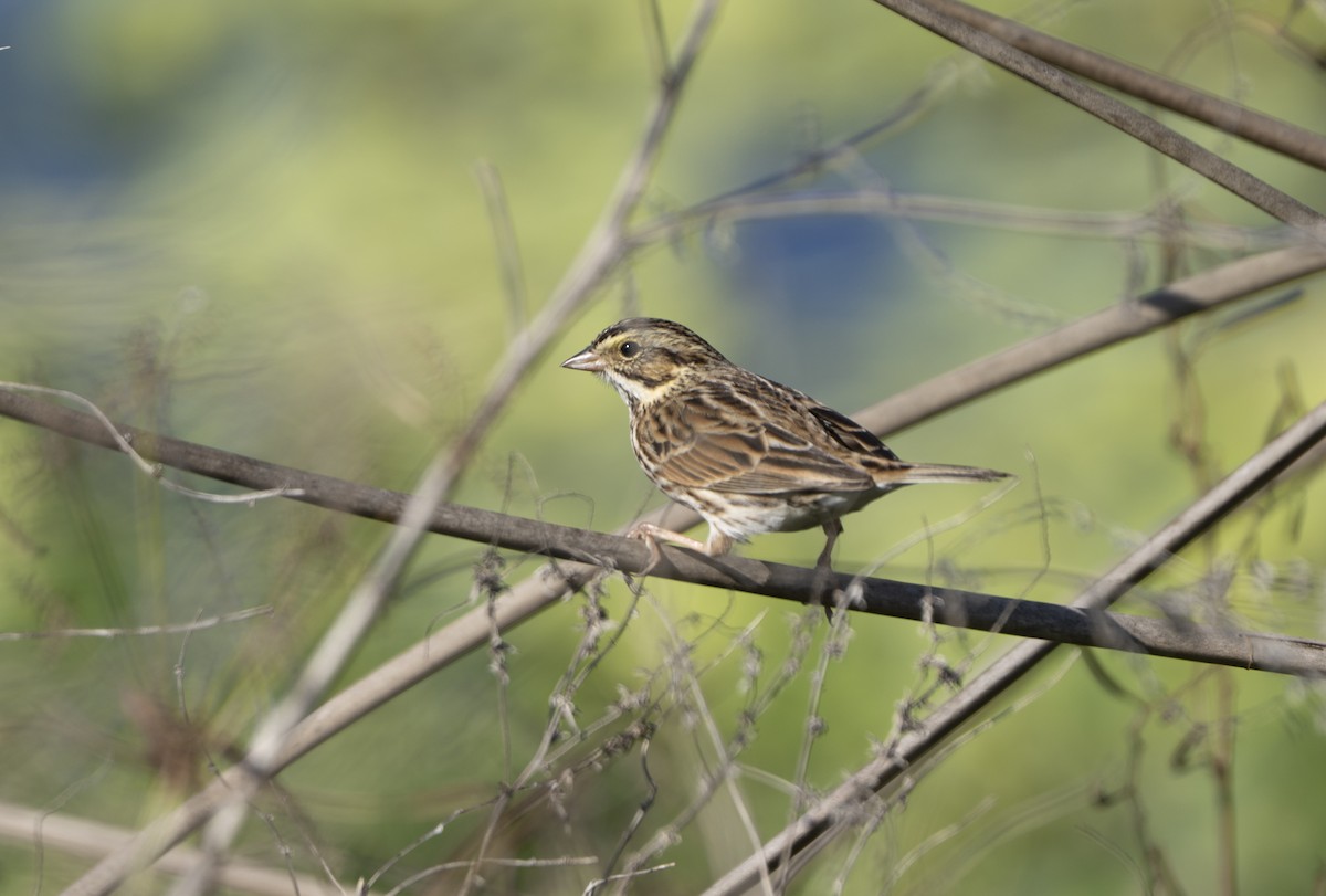 Savannah Serçesi - ML646720858