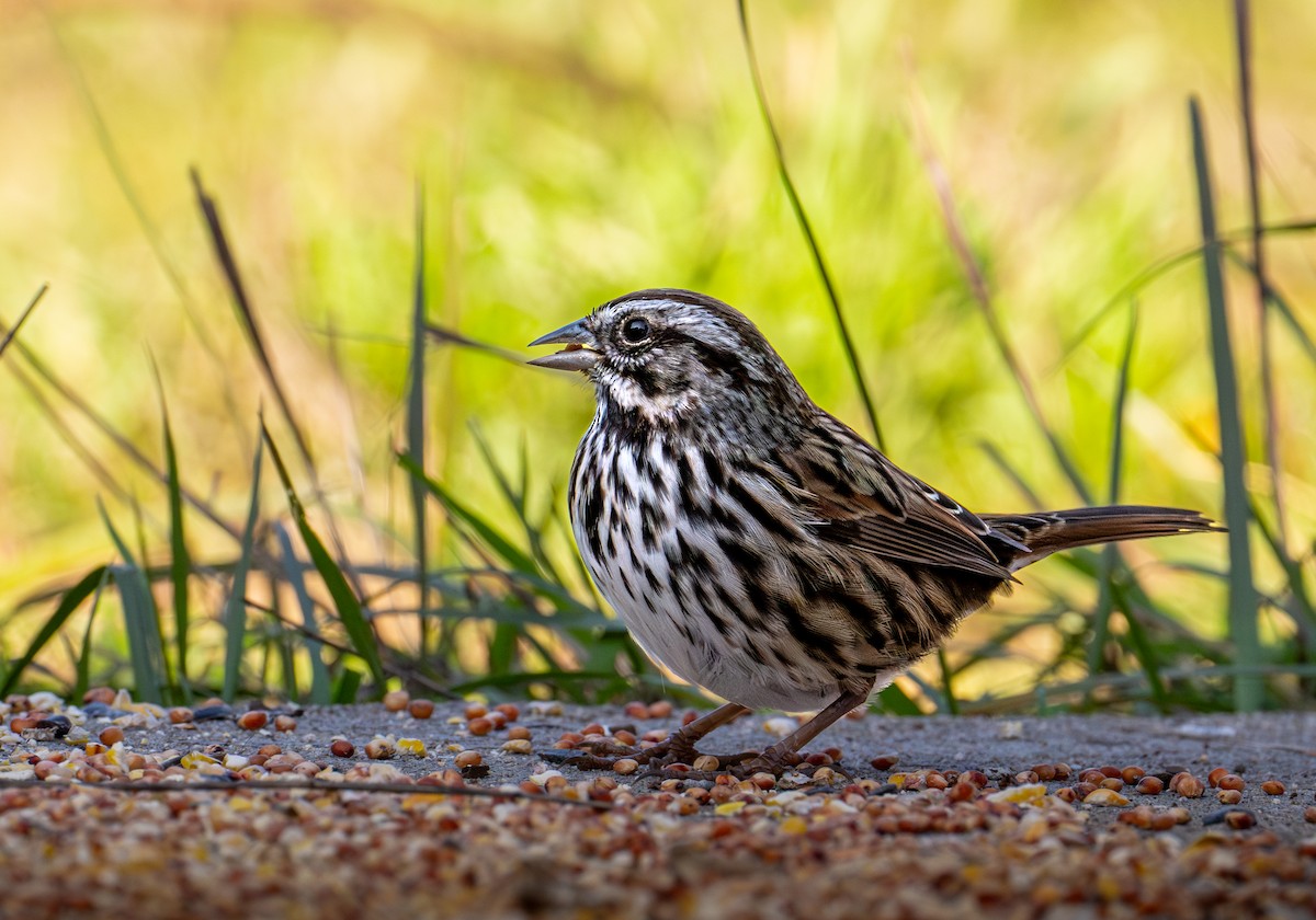 Song Sparrow - ML646720861