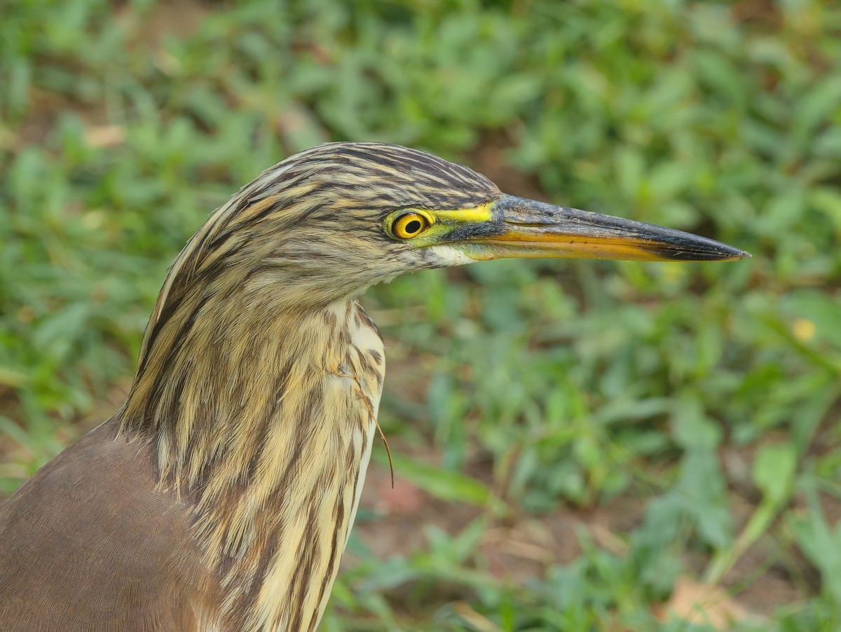 pond-heron sp. - ML646720867