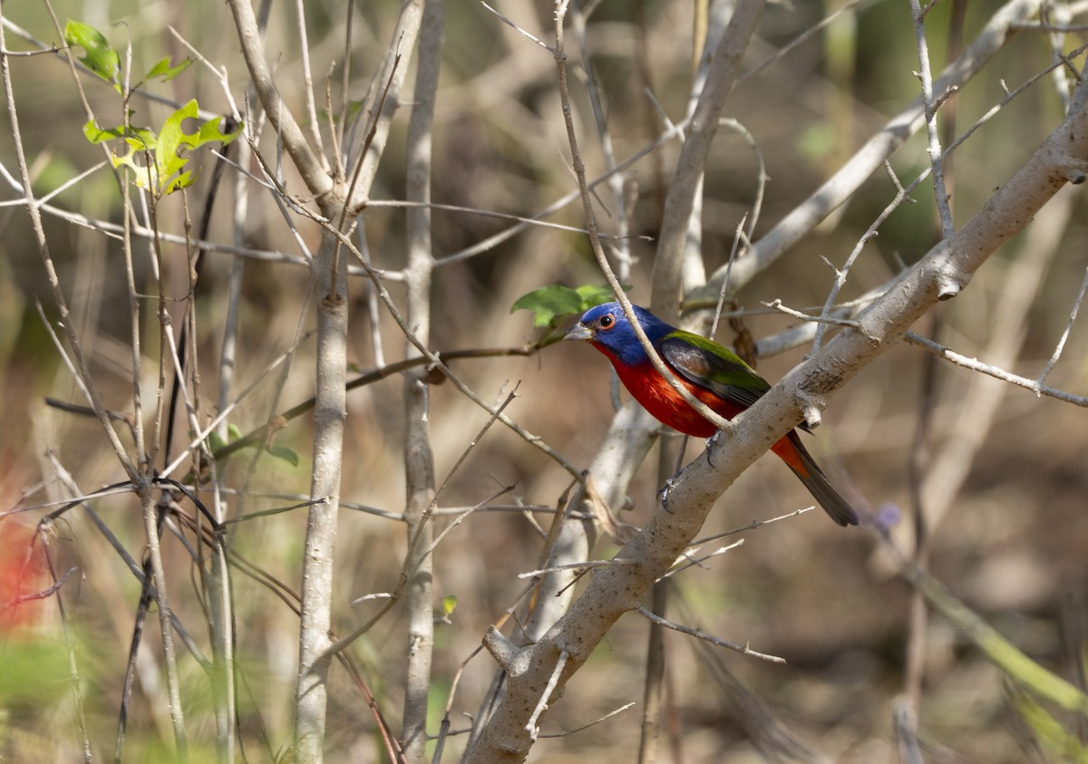 Painted Bunting - ML646720869