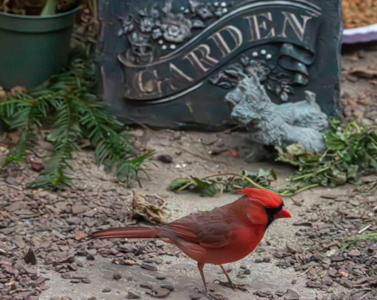Northern Cardinal - ML646720871