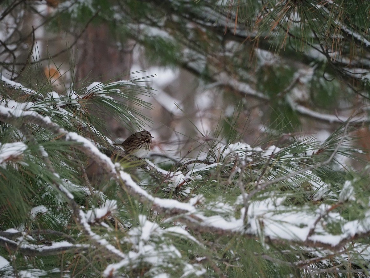 Bruant chanteur - ML646720872