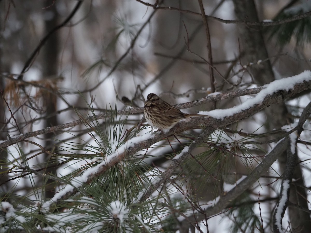 Bruant chanteur - ML646720873