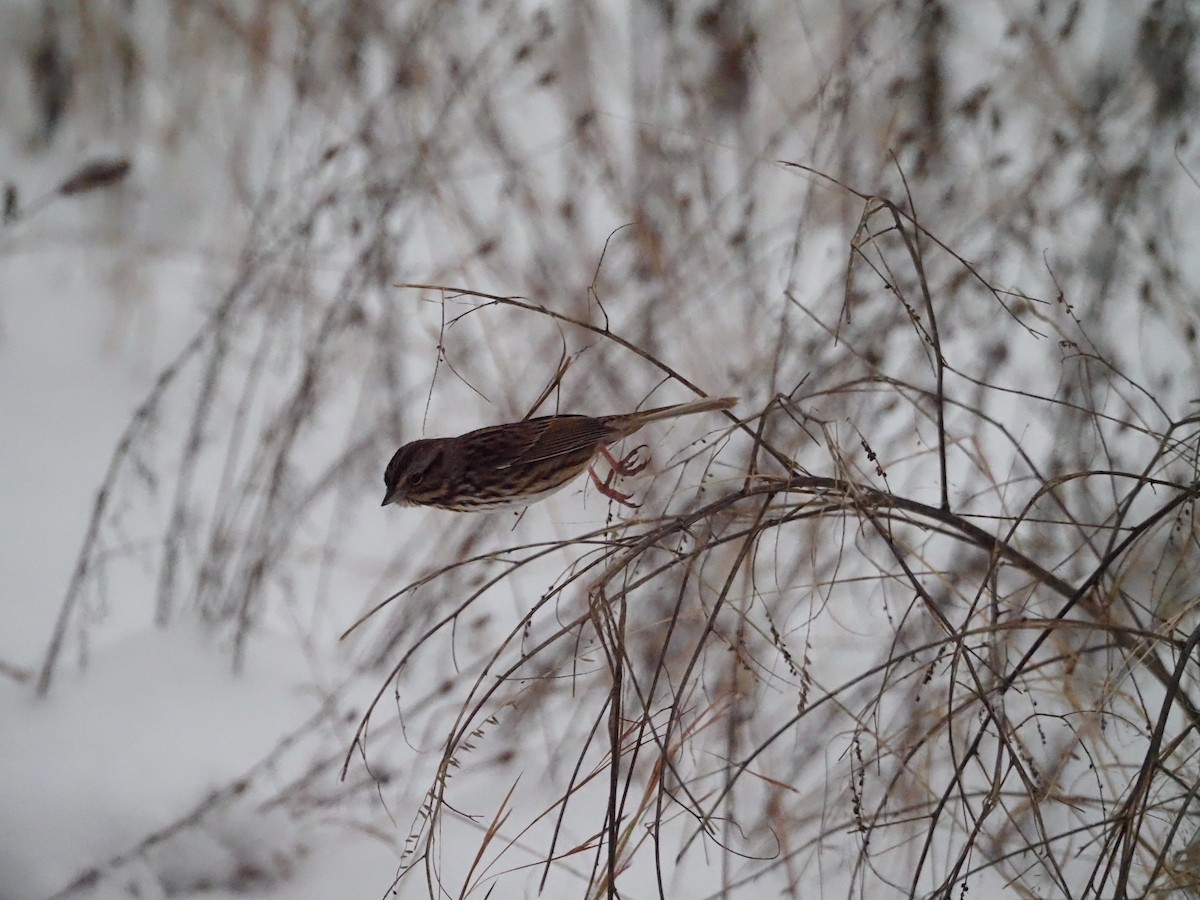 Bruant chanteur - ML646720874