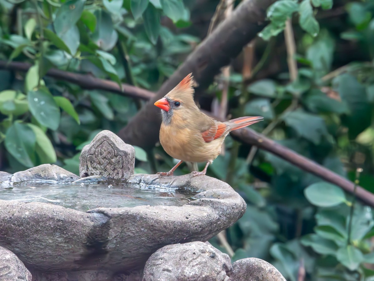 Northern Cardinal - ML646720875