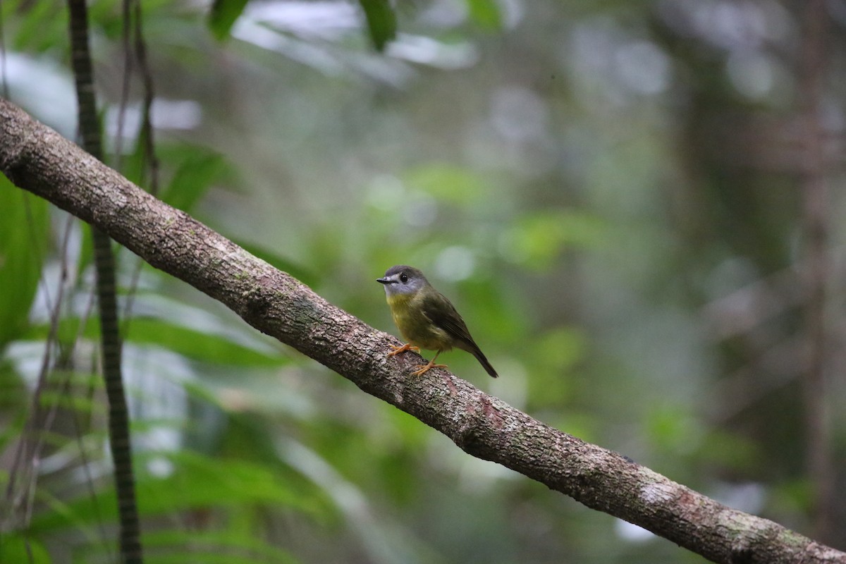 Pale-yellow Robin - ML646720876
