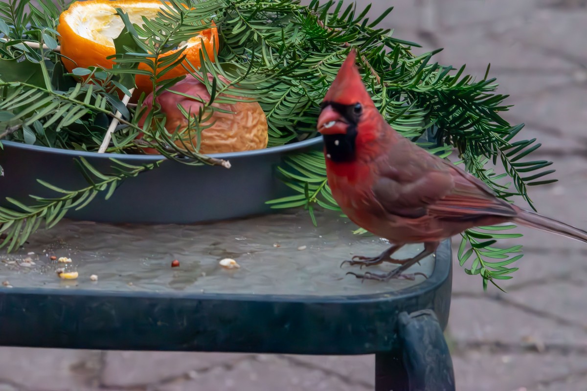 Northern Cardinal - ML646720878