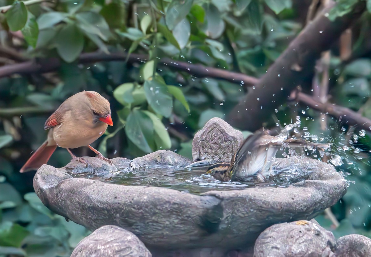 Northern Cardinal - ML646720879