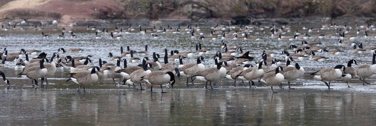 Canada Goose - ML646720880