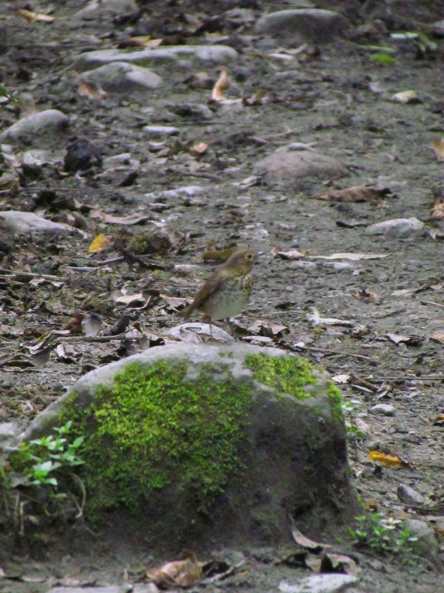 Swainson's Thrush - ML646720881