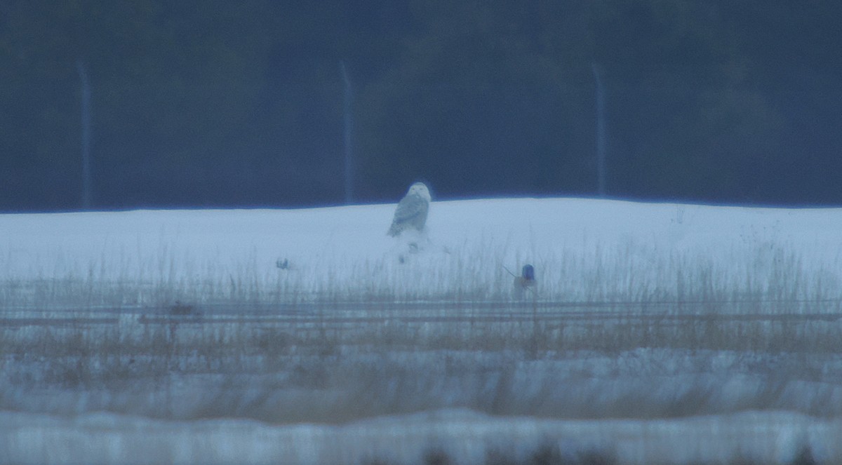 Snowy Owl - ML646720882