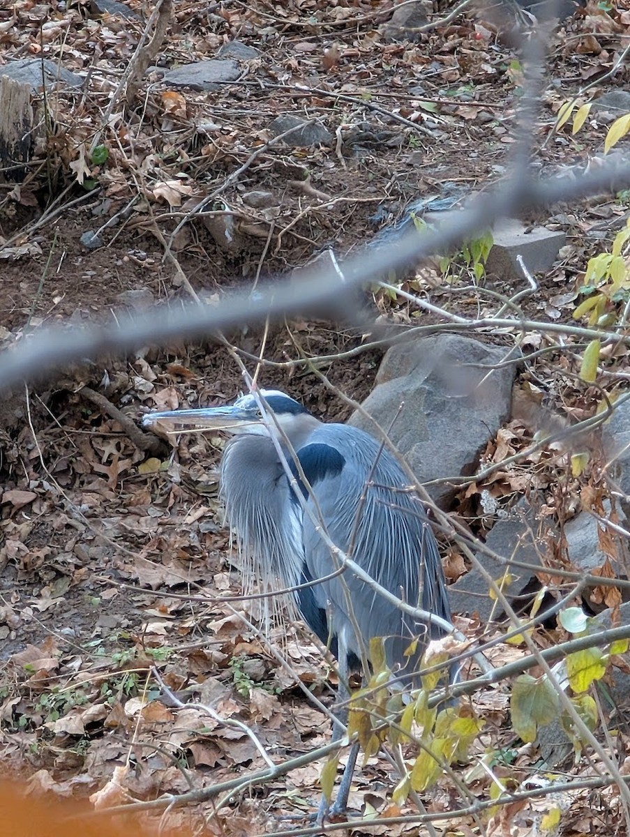 Чапля північна - ML646720885