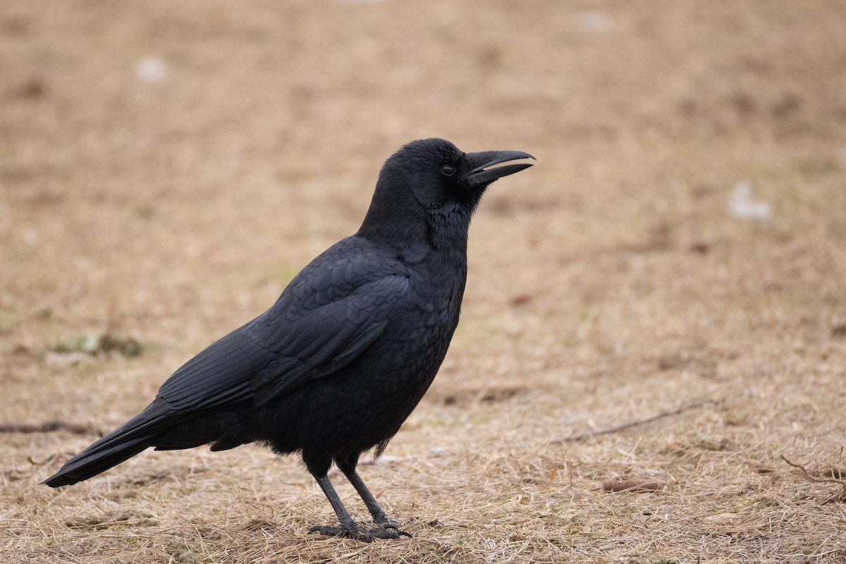 American Crow - ML646720887