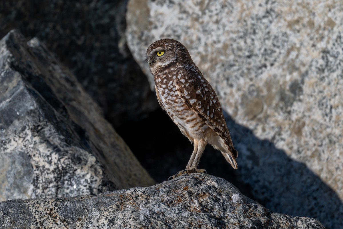 Mochuelo de Madriguera - ML646720893