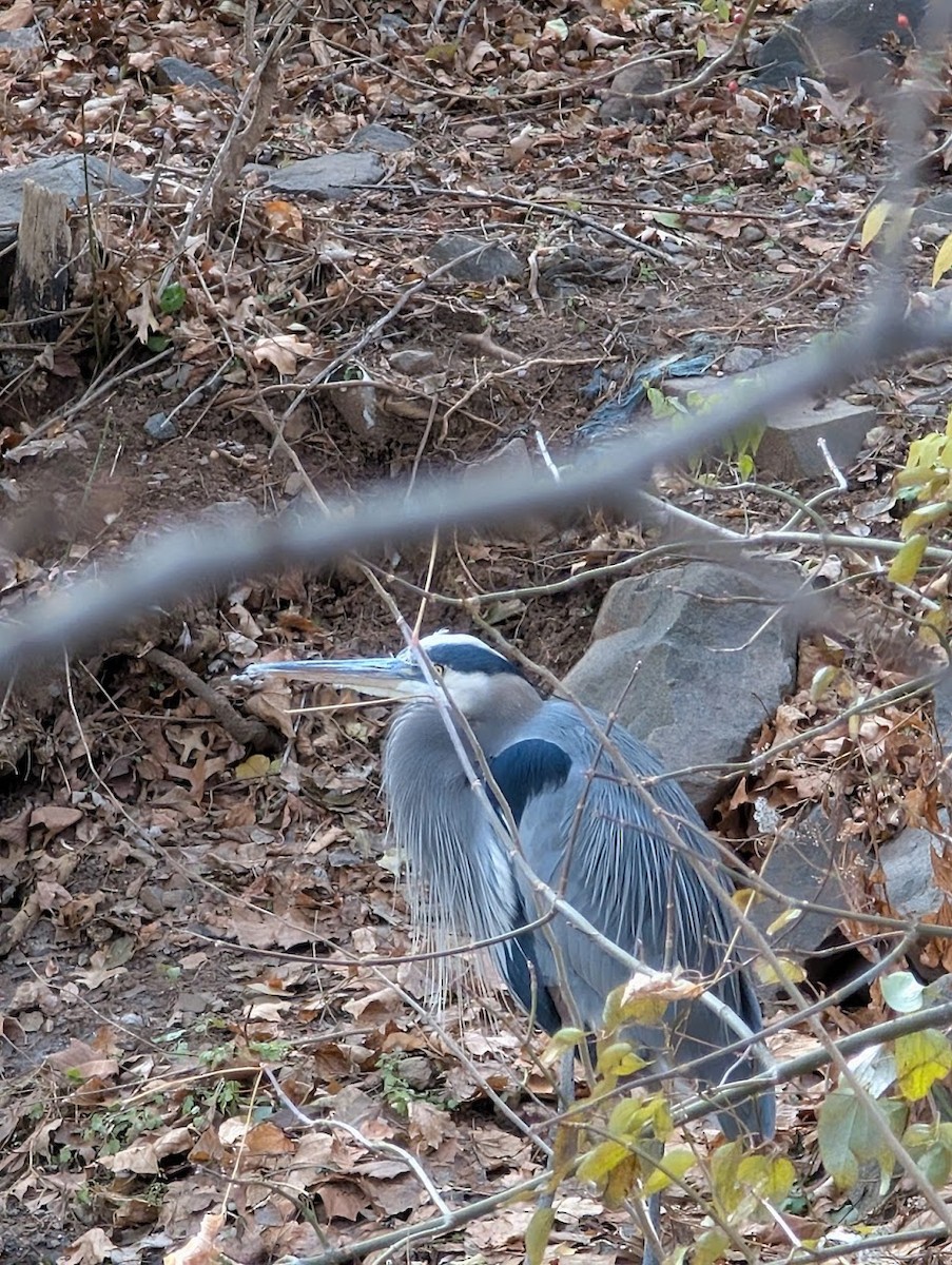 Чапля північна - ML646720894