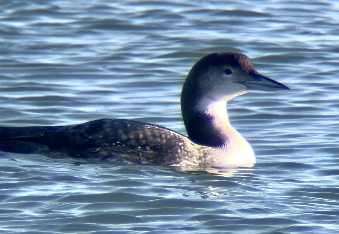 ハシグロアビ - ML646720896