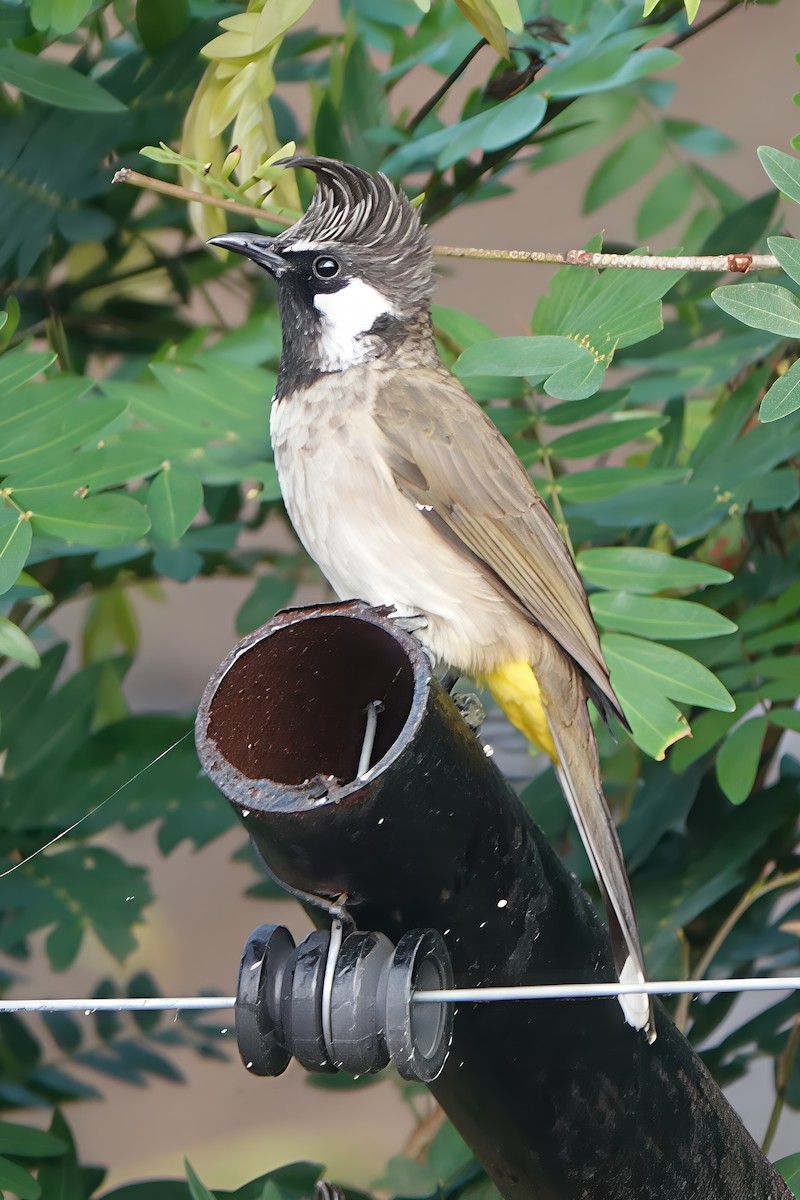 Himalayan Bulbul - ML646720904