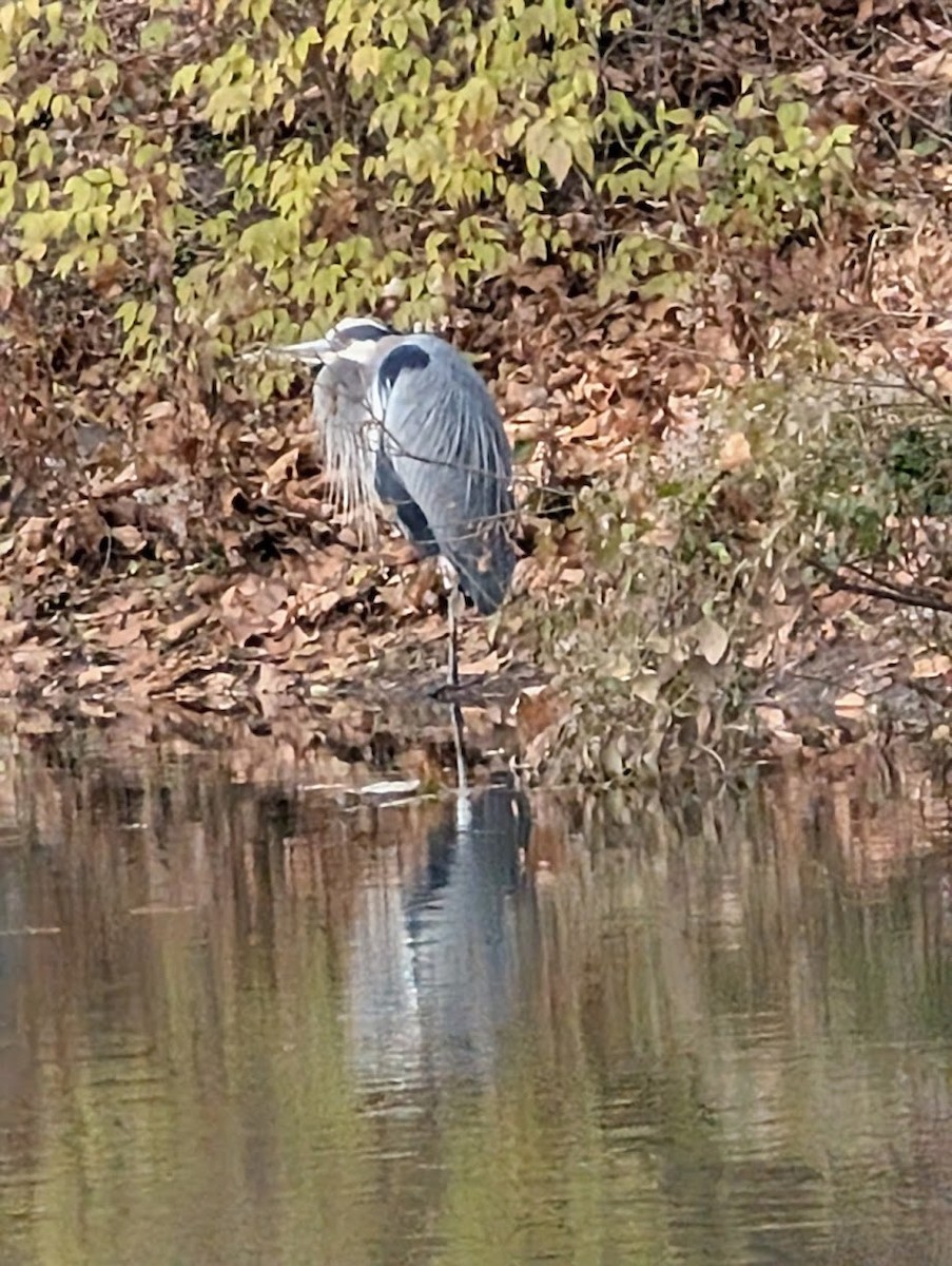 Чапля північна - ML646720906