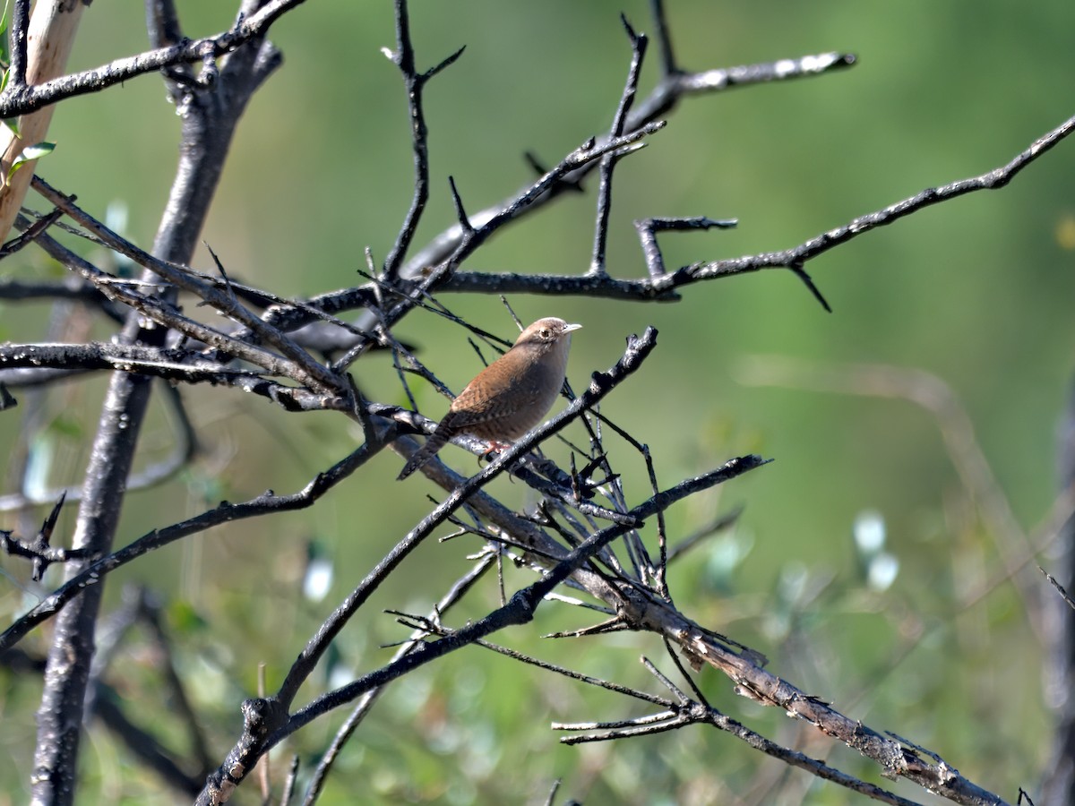 Northern House Wren - ML646720907