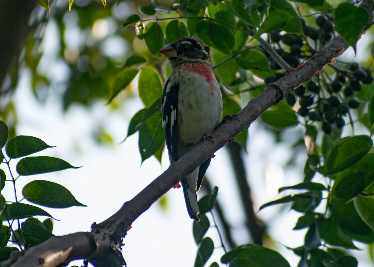 Rose-breasted Grosbeak - ML646720909