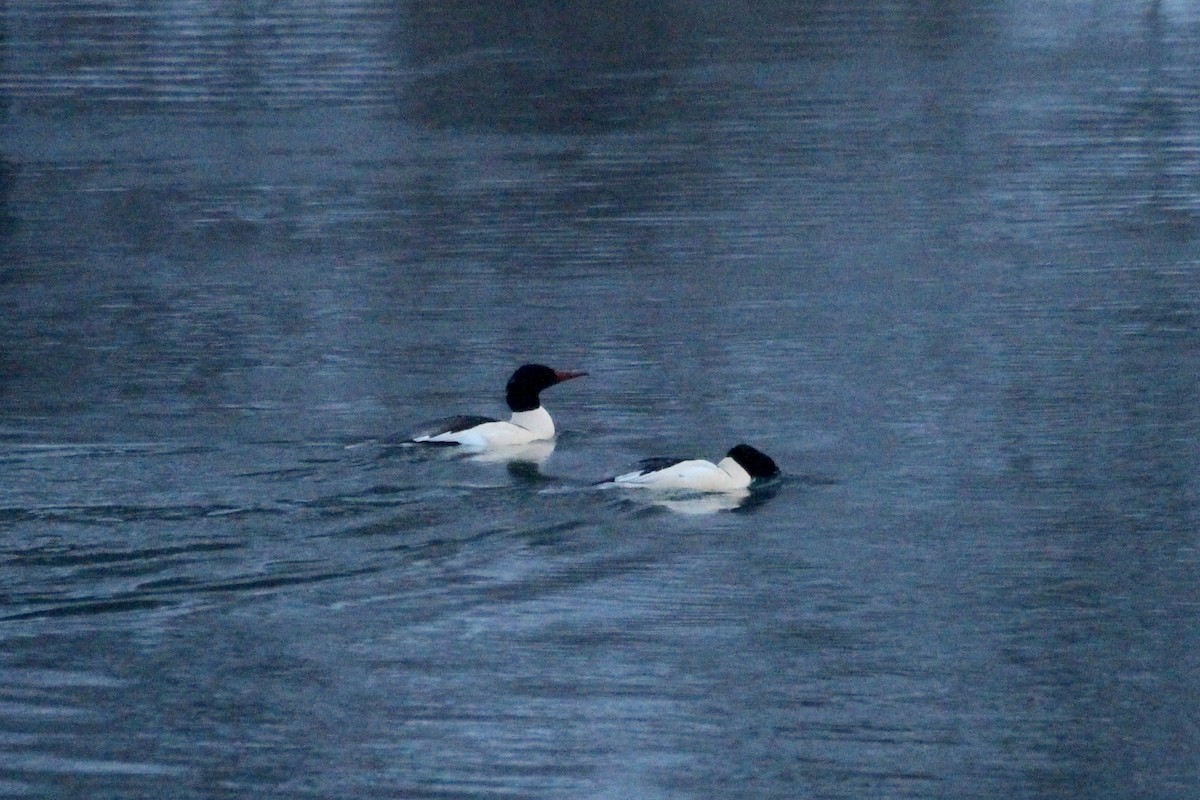 川秋沙(americanus) - ML646720910