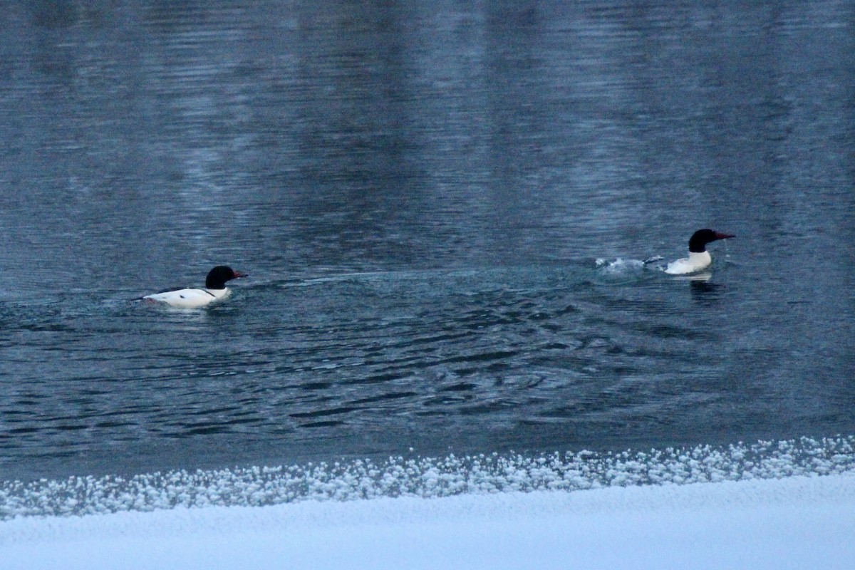 川秋沙(americanus) - ML646720911